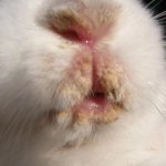 Blob in rabbits: how to treat a wet face with infectious stomatitis