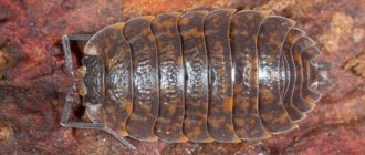 Woodlice are small insects that are attracted to apartments by unsanitary conditions and dampness.