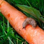 Carrots and pests