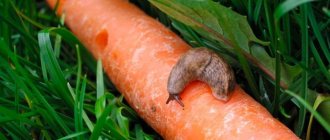 Carrots and pests