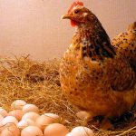 Может ли курица нести яйца без петуха