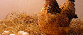 Может ли курица нести яйца без петуха
