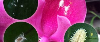 мучнистый червец на орхидее