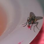 A fly crawls on a plate
