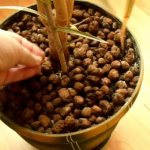 Fly eater for indoor plants. How to use, instructions 