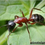 Ant-insect-lifestyle-and-habitat-1