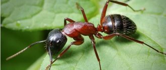 Ant-insect-lifestyle-and-habitat-1