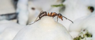 Ant in winter