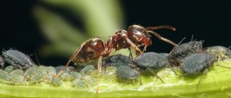 Ants and aphids in the garden. How to fight, destroy, get rid of forever 