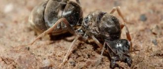 Nomadic ants – the real life of tropical predators