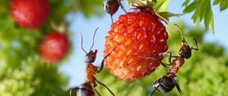 ants on strawberries