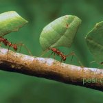 ants with leaves
