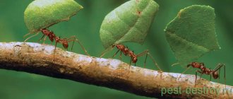 ants with leaves