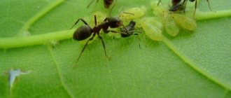 Ants in the garden