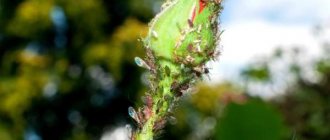 soap solution for aphids