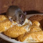 Мышь на продуктах