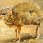 Мышь-олень-животное-Описание-особенности-образ-жизни-и-среда-обитания-3