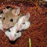 Mice in bread