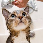 washing a cat for fleas