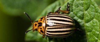 pictured is the Colorado potato beetle