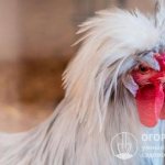 In the photo - chickens of the “crested” Russian breed, characterized by spectacular decorativeness and high meat-egg indicators