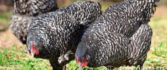 In the photo - chickens of the Mechelen Cuckoo breed, intended for producing high-quality meat products