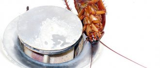 Надежное средство от тараканов в квартире