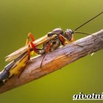 Наездник-насекомое-Образ-жизни-и-среда-обитания-наездника-2