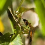 Ichneumon-insect-Description-features-species-lifestyle-and-habitat-of-an-ichneumon-17