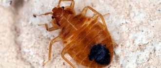 The most characteristic appearance of bed bugs