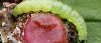 For example, moth caterpillars damage large berry fruits, gall midge larvae cause damage to shoots and berries, and currant glassworm destroys the entire bush, damaging the stems