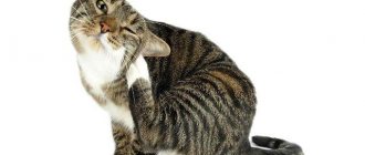 Folk remedies for fleas in cats