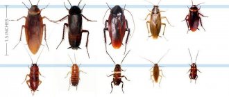 Folk remedies for cockroaches in the apartment are the most effective
