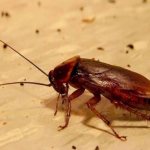Folk remedies for cockroaches