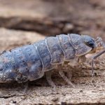Woodlice insect - what does it look like, what do they eat, benefits and harm, is it dangerous for humans?