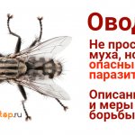 Insect gadfly