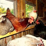 Roosting chickens overnight - 7 rules and 15 ideas on how to make roosts.