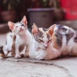 Treating a room for fleas on a cat