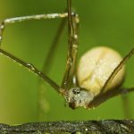 Common hay spider or sickle spider