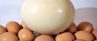 One ostrich egg is equal to thirty chicken eggs