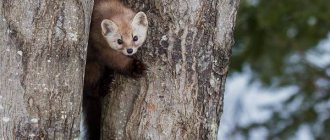 Hunting-for-marten-and-its-features-2