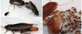 Ootecae of a cockroach