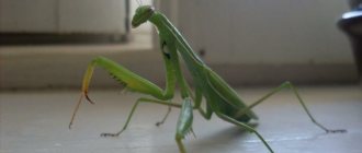 Is the praying mantis dangerous for humans?