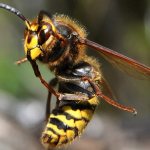 The danger of hornet stings