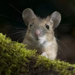 Описание домовой мыши фото