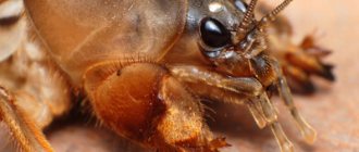 Description and photo of the mole cricket close-up