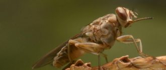 description of the tsetse fly