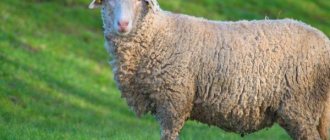 Description of Prekos breed sheep