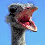 Описание птицы страуса фото