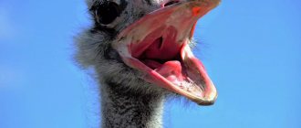 Description of the ostrich bird photo
